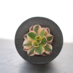 Handmade Concrete Planters - Area Rugs
