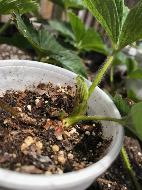 Are these aphids on my strawberry plants?