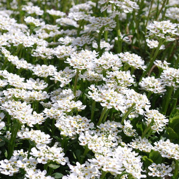 candytuft (Iberis sempervirens)