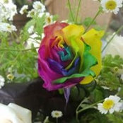 Kari Kozar's photo