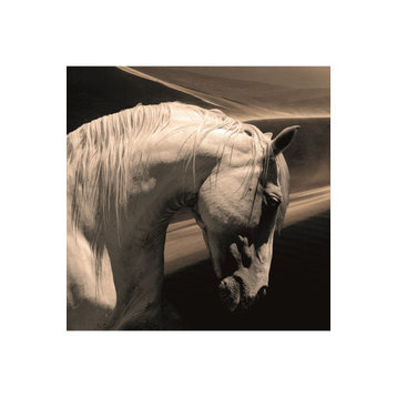 Black And White Photographic Artwork | Andrew Martin Arabian Horse, 47" X 47"