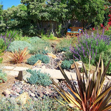Drought Tollerant Landscape