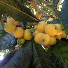 Landscape, edible