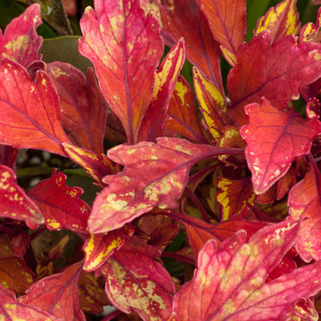 High performance, low maintenance annuals