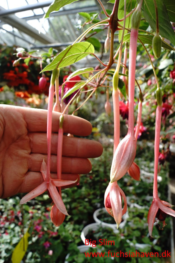 Fuchsia liste 2020 (her ses fotos af en mindre del af de fuchsia vi producere)