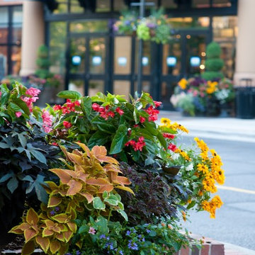 Spring Flowers