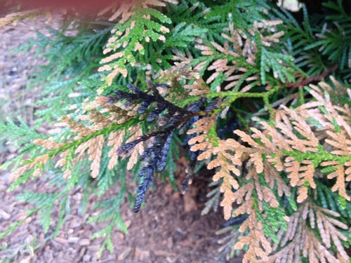 Blackening needles on Thuja Green Giant | Houzz Forum