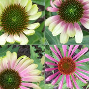 Heidi Mindel's photo