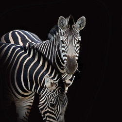 Alertness Zebra - Fine Art Prints