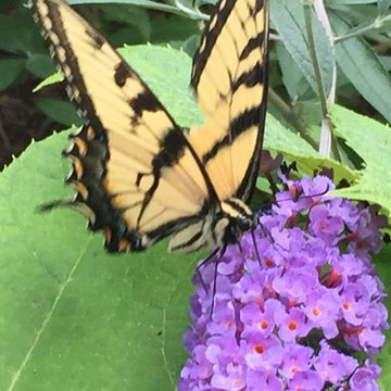Cut Flowers and Perennial Gardens