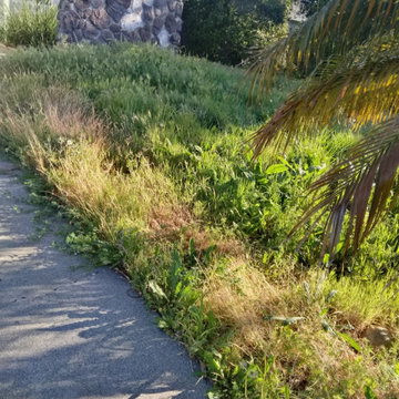 Full Yard Cleanup & Landscape Refresh