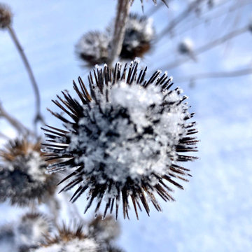 Native Meadow