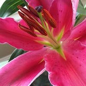 Laura Meyka's photo