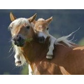 Susan Purel's photo