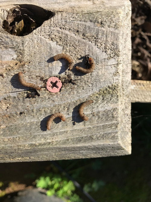 Worms in soil under bell pepper plants.