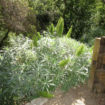 Topanga Canyon