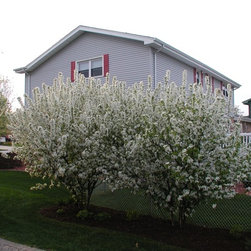 Misc. Trees - Products