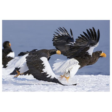 "Steller's Sea Eagle chasing away adult, Kamchatka, Russia" Paper Art, 62"x42"