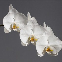 Strand of White #2 - Fine Art Prints