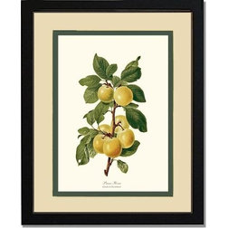 Traditional Prints And Posters Vintage Botanical Fruit Art Print, Plum Prune, Cream and Green, 8"x10", Black Fr