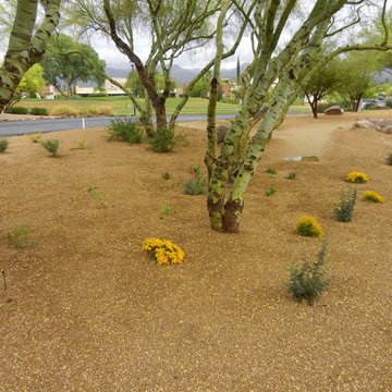 Southwestern Plants