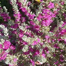 Backyard Sage