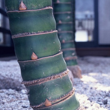 竹林のある家