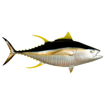 55" Yellowfin Tuna Half Mount Fish Replica