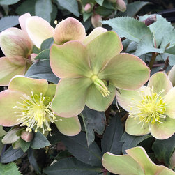 Current Featured Plants - Products