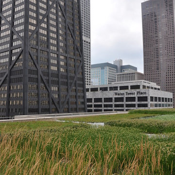 Downtown Green Roof