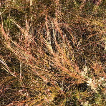 Hortus Ferus