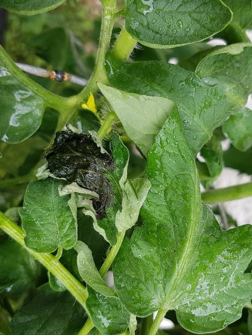 Sudden top wilting and black patches on tomato leaves