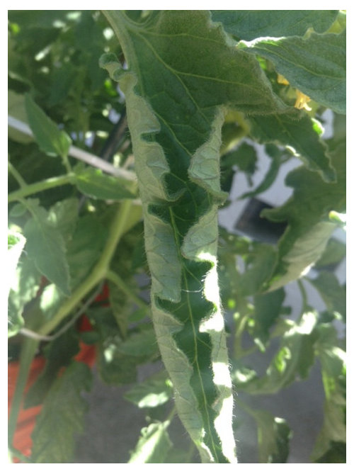 Tomato Leaf Curl, Yellow Spots, Yellow Leaf w/ Brown Spots