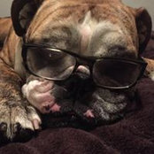 Photo de Brutus Dp