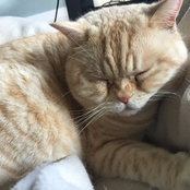 sparkythecat's photo