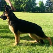Woodsview German Shepherds's photo