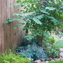 landscaping old house