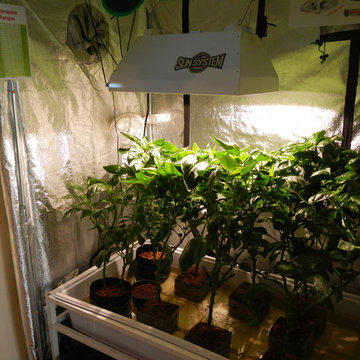 Bell Peppers grown with indoor ebb & flow hydroponic system at GrowBIGogh