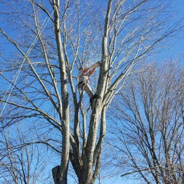 Harpers Tree Service