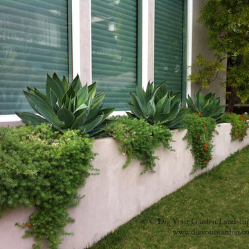 Succulents and Companion Plants