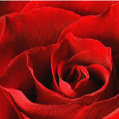 Foto von blumen_meer