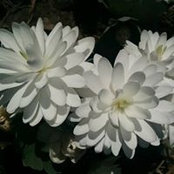 Janice Harmon's photo