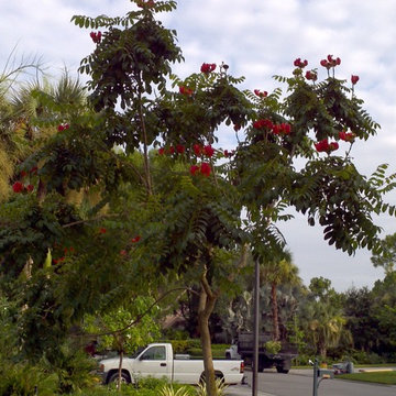 Flowering Trees