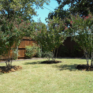 Dynamite Crape Myrtles