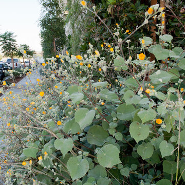 24/7, Year Round Blooms