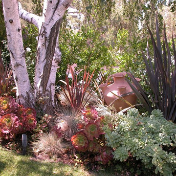 Calabasas House Succulent Garden