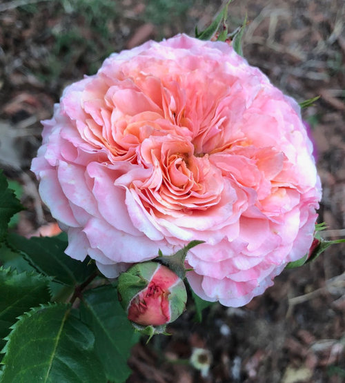 Roses Unlimited Order and more