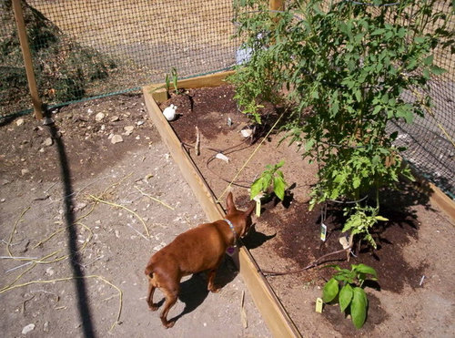 How long does it take for Jalapeno plants to grow?