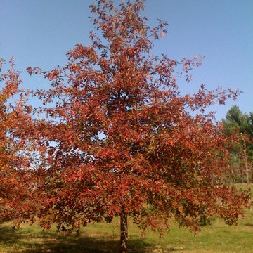 Red Oak in our Field