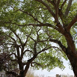 Great Western Tree Care - Products